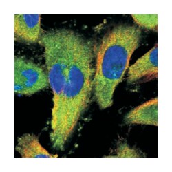 SPAG9 Rabbit anti-Human, Polyclonal Antibody, Abnova 100 &mu;L | Buy Online | Abnova Corporation | Fisher Scientific