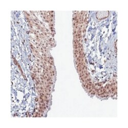 C16orf53 Rabbit anti-Human, Polyclonal Antibody, Abnova 100 &mu;L | Buy Online | Abnova Corporation | Fisher Scientific