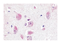 RXFP3 Rabbit anti-Hamster, Human, Rat, Polyclonal Antibody, Abnova 50 &mu;g | Buy Online | Abnova Corporation | Fisher Scientific