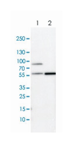 SH2D4A Rabbit anti-Human, Mouse, Rat, Polyclonal Antibody, Abnova 100&mu;L;