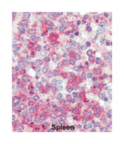 LXN, Rabbit, Polyclonal Antibody, Abnova 400&mu;L; Unlabeled:Antibodies,