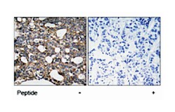 GJA1 (phospho S367), Rabbit anti-Human, Mouse, Rat, Polyclonal Antibody, Abnova 100 &mu;g | Buy Online | Abnova Corporation | Fisher Scientific