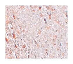 WIZ Rabbit anti-Human, Mouse, Rat, Polyclonal Antibody, Abnova 100&mu;g;