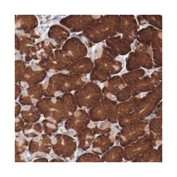 RPS4Y1 Rabbit anti-Human, Polyclonal Antibody, Abnova 100&mu;L; Unlabeled:Antibodies,