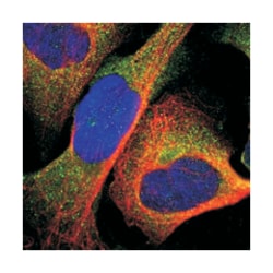 UPF3B Rabbit anti-Human, Polyclonal Antibody, Abnova 100&mu;L; Unlabeled:Antibodies,