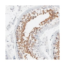 Abnova Corporation&nbsp;IFT43, Rabbit, Polyclonal Antibody, Abnova&trade;