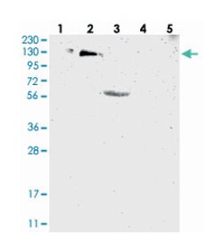 USP36, Rabbit, Polyclonal Antibody, Abnova 100&mu;L; Unlabeled:Antibodies,