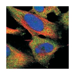FAM29A Rabbit anti-Human, Polyclonal Antibody, Abnova 100&mu;L; Unlabeled:Antibodies,