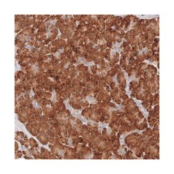 ARHGEF10L Rabbit anti-Human, Polyclonal Antibody, Abnova 100 &mu;L | Buy Online | Abnova Corporation | Fisher Scientific