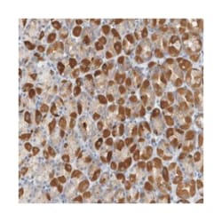 VTA1, Rabbit, Polyclonal Antibody, Abnova 100 &mu;L | Buy Online | Abnova Corporation | Fisher Scientific