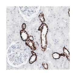 SLC17A2, Rabbit, Polyclonal Antibody, Abnova 100&mu;L; Unlabeled:Antibodies,