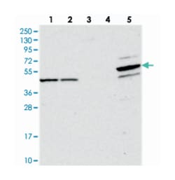 PDE12, Rabbit, Polyclonal Antibody, Abnova 100&mu;L; Unlabeled:Antibodies,