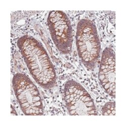 APBA3 Rabbit anti-Human, Polyclonal Antibody, Abnova 100&mu;L; Unlabeled:Antibodies,