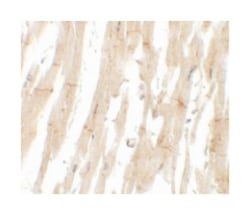 MLIP, Rabbit, Polyclonal Antibody, Abnova 100&mu;g; Unlabeled:Antibodies,