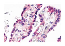 GPR78 Rabbit anti-Human, Polyclonal Antibody, Abnova 50&mu;g; Unlabeled:Antibodies,