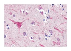 NPFFR2 Rabbit anti-Horse, Human, Polyclonal Antibody, Abnova 50&mu;g; Unlabeled:Antikörper