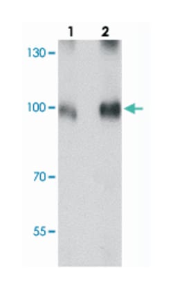 BRAF Rabbit anti-Human, Mouse, Rat, Polyclonal Antibody, Abnova 100 &mu;g | Buy Online | Abnova Corporation | Fisher Scientific