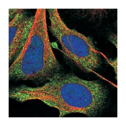 SAC3D1, Rabbit, Polyclonal Antibody, Abnova 100 &mu;L | Buy Online | Abnova Corporation | Fisher Scientific