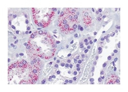 TAAR8, Rabbit, Polyclonal Antibody, Abnova 50 &mu;g | Buy Online | Abnova Corporation | Fisher Scientific