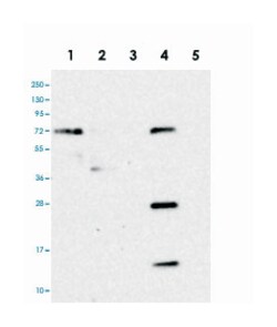 HS2ST1 Rabbit anti-Human, Polyclonal Antibody, Abnova 100 &mu;L | Buy Online | Abnova Corporation | Fisher Scientific