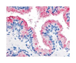 WNT8A Rabbit anti-Human, Polyclonal Antibody, Abnova 50 &mu;g | Buy Online | Abnova Corporation | Fisher Scientific