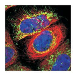 MPST, Rabbit, Polyclonal Antibody, Abnova 100&mu;L; Unlabeled:Antibodies,