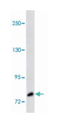 NTRK3 Rabbit anti-Human, Polyclonal Antibody, Abnova 400 &mu;L | Buy Online | Abnova Corporation | Fisher Scientific