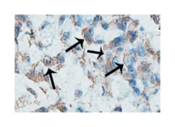 AKT2 Rabbit anti-Human, Polyclonal Antibody, Abnova 100&mu;g; Unlabeled:Antibodies,