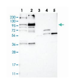 Abnova Corporation&nbsp;LRCH2, Rabbit, Polyclonal Antibody, Abnova&trade;