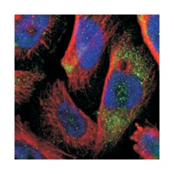 SHROOM4, Rabbit, Polyclonal Antibody, Abnova 100 &mu;L | Buy Online | Abnova Corporation | Fisher Scientific