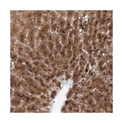 MBTD1, Rabbit, Polyclonal Antibody, Abnova 100 &mu;L | Buy Online | Abnova | Fisher Scientific