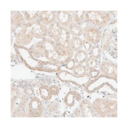 SNTB1, Rabbit, Polyclonal Antibody, Abnova 100&mu;L; Unlabeled:Antibodies,