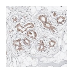 PHF3 Rabbit anti-Human, Polyclonal Antibody, Abnova 100 &mu;L | Buy Online | Abnova | Fisher Scientific