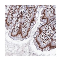 CHTOP, Rabbit, Polyclonal Antibody, Abnova 100&mu;L; Unlabeled:Antibodies,