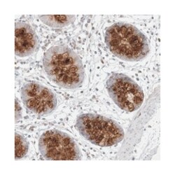 PRSS36, Rabbit, Polyclonal Antibody, Abnova 100&mu;L; Unlabeled:Antibodies,