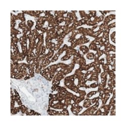 PID1, Rabbit, Polyclonal Antibody, Abnova 100&mu;L; Unlabeled:Antibodies,