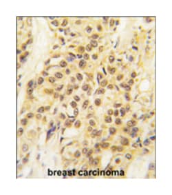 MYST1 Rabbit anti-Human, Polyclonal Antibody, Abnova 400 &mu;L | Buy Online | Abnova Corporation | Fisher Scientific