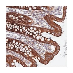 MYO5B Rabbit anti-Human, Polyclonal Antibody, Abnova 100 &mu;L | Buy Online | Abnova Corporation | Fisher Scientific