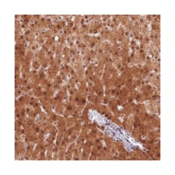 ANKS3 Rabbit anti-Human, Polyclonal Antibody, Abnova 100 &mu;L | Buy Online | Abnova Corporation | Fisher Scientific