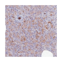 NEURL Rabbit anti-Human, Polyclonal Antibody, Abnova 100&mu;L; Unlabeled:Antibodies,