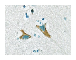 DUSP1 Rabbit anti-Human, Polyclonal Antibody, Abnova 100 &mu;L | Buy Online | Abnova Corporation | Fisher Scientific