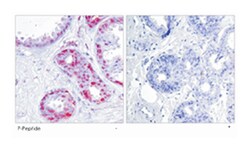 JUN (phospho S243), Rabbit anti-Human, Mouse, Rat, Polyclonal Antibody,