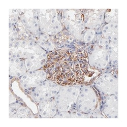 MYH9 Rabbit anti-Human, Polyclonal Antibody, Abnova 100 &mu;L | Buy Online | Abnova Corporation | Fisher Scientific