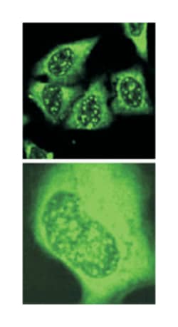 EEF1E1, Rabbit, Polyclonal Antibody, Abnova 100 &mu;L | Buy Online | Abnova Corporation | Fisher Scientific