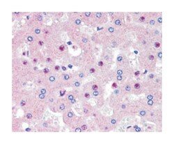 C14orf68 Goat anti-Human, Polyclonal Antibody, Abnova 100 &mu;g | Buy Online | Abnova | Fisher Scientific