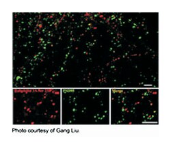 RPH3A (phospho S234), Rabbit anti-Mouse, Rat, Polyclonal Antibody, Abnova