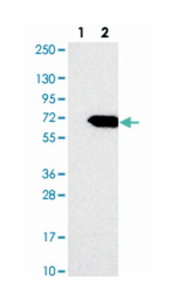 C9orf82 Rabbit anti-Human, Polyclonal Antibody, Abnova 100 &mu;L | Buy Online | Abnova Corporation | Fisher Scientific