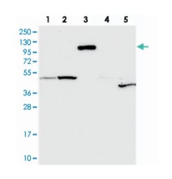 CNTN5 Rabbit anti-Human, Polyclonal Antibody, Abnova 100 &mu;L | Buy Online | Abnova Corporation | Fisher Scientific