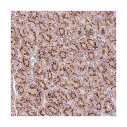ADAMTSL5, Rabbit, Polyclonal Antibody, Abnova 100 &mu;L | Buy Online | Abnova Corporation | Fisher Scientific