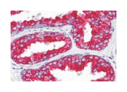 EMX2 Rabbit anti-Human, Polyclonal Antibody, Abnova 100 &mu;g | Buy Online | Abnova Corporation | Fisher Scientific